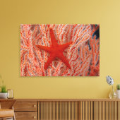 Thailand, Sea Star Aka Starfish Leinwanddruck (Insitu (Wohnzimmer))