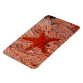Thailand, Sea Star Aka Starfish Magnet (Linke Seite)