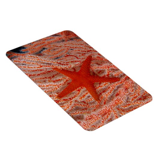 Thailand, Sea Star Aka Starfish Magnet (Rechte Seite)
