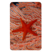 Thailand, Sea Star Aka Starfish Magnet (Vertikal)