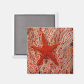 Thailand, Sea Star Aka Starfish Magnet (Vorderseite/Rückseite)