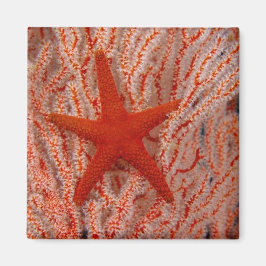Thailand, Sea Star Aka Starfish Magnet (Vorne)