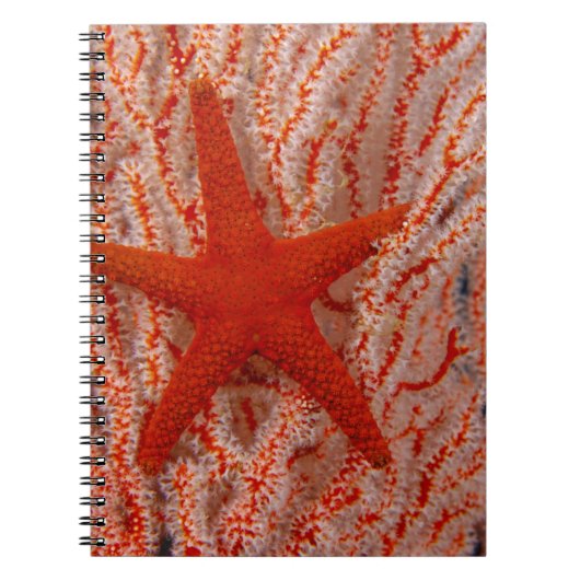Thailand, Sea Star Aka Starfish Notizblock (Vorderseite)