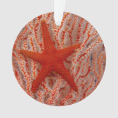 Thailand, Sea Star Aka Starfish Ornament (Vorderseite)