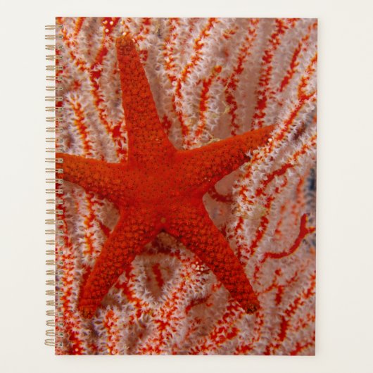 Thailand, Sea Star Aka Starfish Planer (Vorderseite)