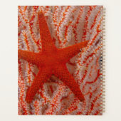 Thailand, Sea Star Aka Starfish Planer (Rückseite)