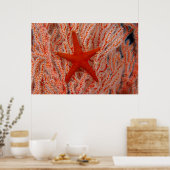 Thailand, Sea Star Aka Starfish Poster (Küche)