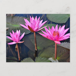 Thailand - Sukhothai lotus Feiertagspostkarte