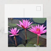 Thailand - Sukhothai lotus Feiertagspostkarte (Vorne/Hinten)