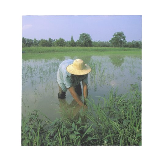 Thailand, Sukhothai. Reis Bauer. HERR Notizblock (Vorderseite)