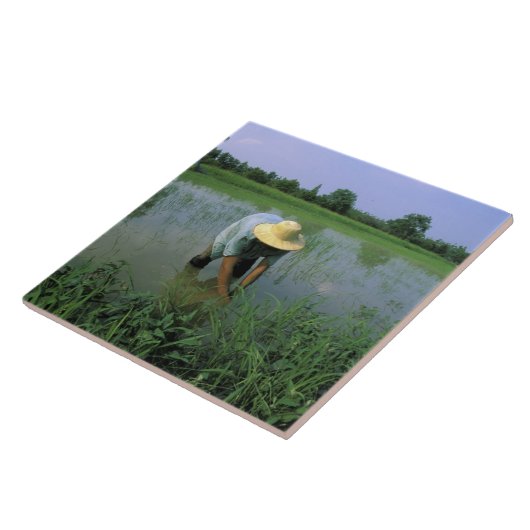 Thailand, Sukhothai. Reis-BauerHERR Fliese (Seite)