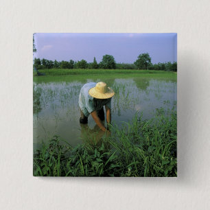 Thailand, Sukhothai. Reisbauer. MR. Button