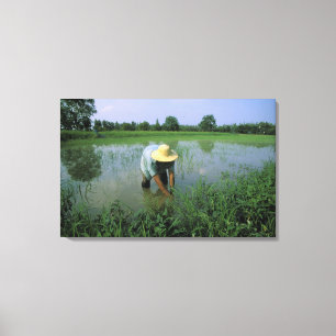 Thailand, Sukhothai. Reisbauer. MR. Leinwanddruck