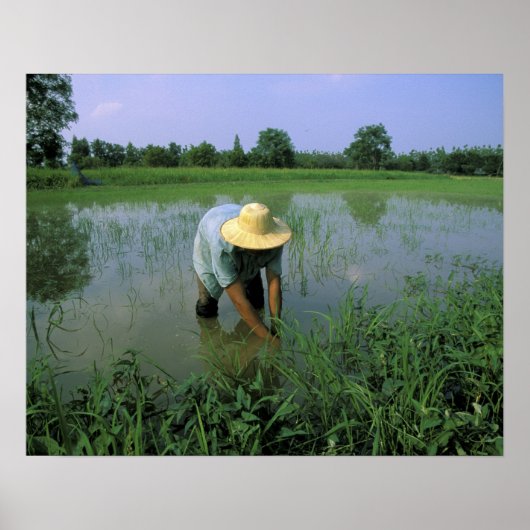 Thailand, Sukhothai. Rice farmer. MR. Poster (Vorne)
