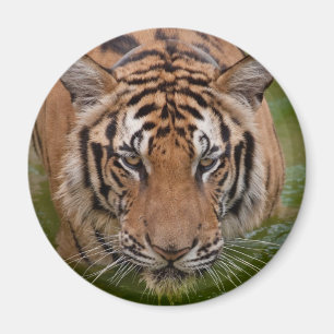 Thailand-Tiger-Kühlschrankmagnet Magnet