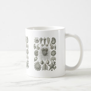 Thalamophora Kaffeetasse