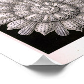 THALAMOPHORA Kammerlinge Protokoll Poster (Ecke)