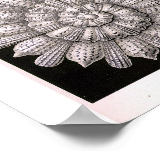 THALAMOPHORA Kammerlinge Protokoll Poster (Ecke)