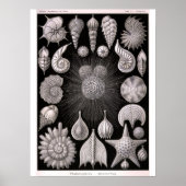 THALAMOPHORA Kammerlinge Protokoll Poster (Vorne)