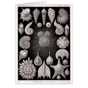 THALAMOPHORA Kammerlinge Protozoen