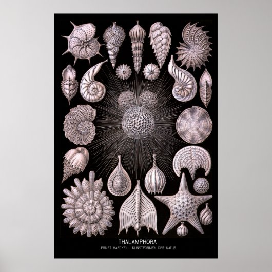 Thalamphora - Plate 2 - Kunstformen der Natur Poster (Vorne)