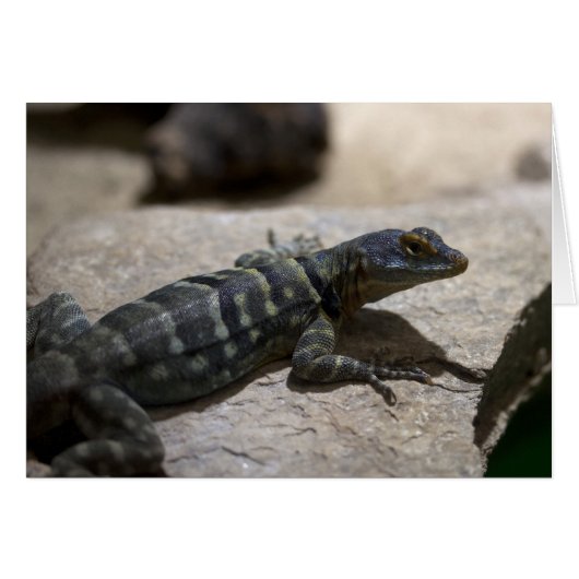 Thalassinus (Vorderseite (Horizontal))