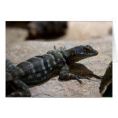 Thalassinus (Vorderseite (Horizontal))