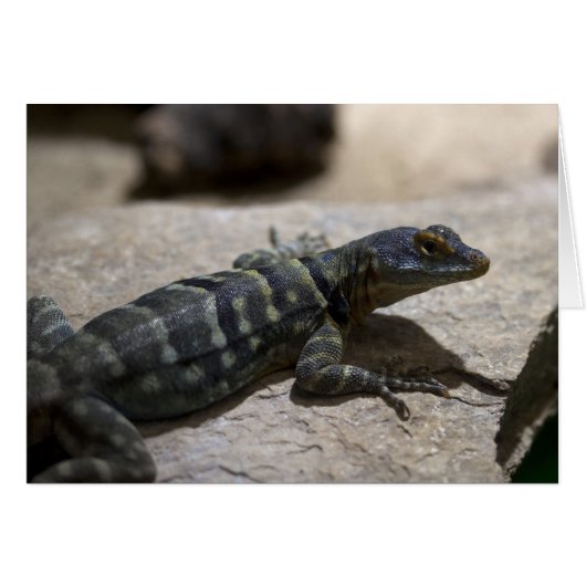 Thalassinus (Vorderseite (Horizontal))