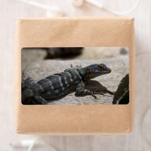 Thalassinus (Insitu)