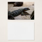 Thalassinus (Vorne & Hinten)