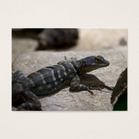 Thalassinus (Vorderseite)