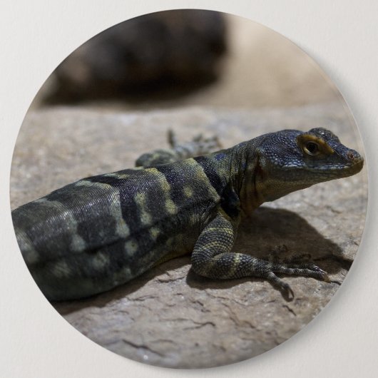 Thalassinus Button (Vorderseite)