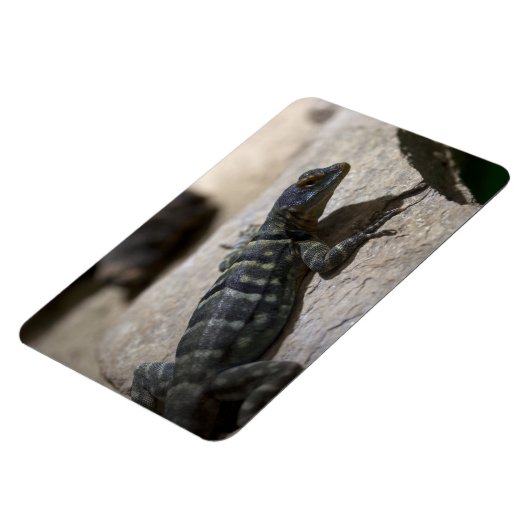 Thalassinus Magnet (Linke Seite)