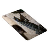 Thalassinus Magnet (Rechte Seite)