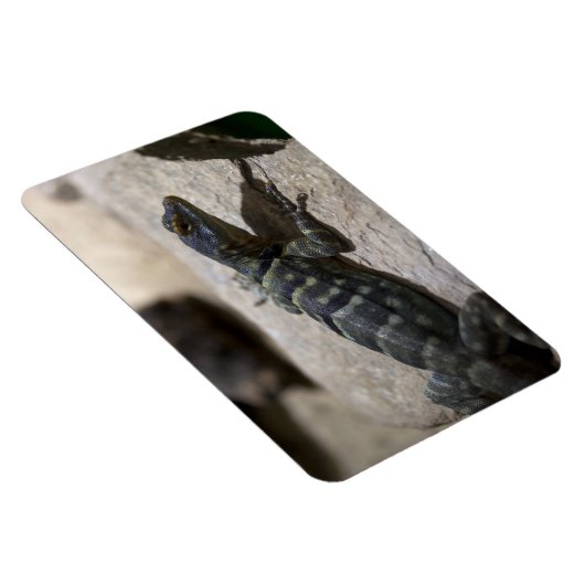 Thalassinus Magnet (Rechte Seite)