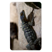 Thalassinus Magnet (Vertikal)