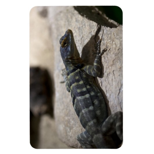 Thalassinus Magnet (Vertikal)