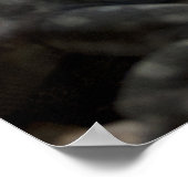 Thalassinus Poster (Ecke)