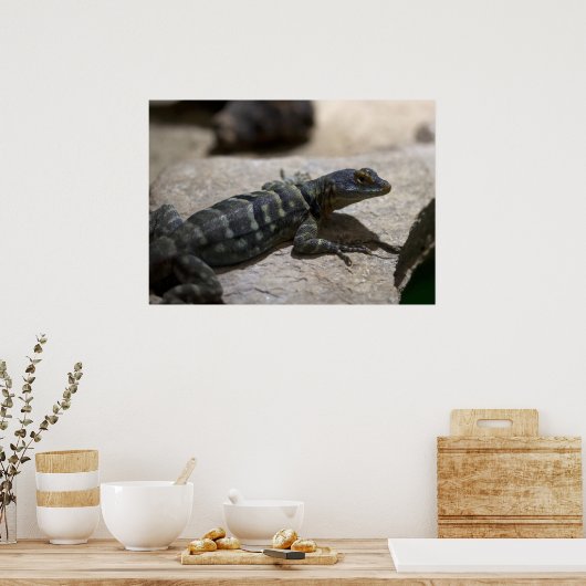 Thalassinus Poster (Küche)