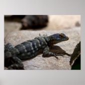 Thalassinus Poster (Vorne)