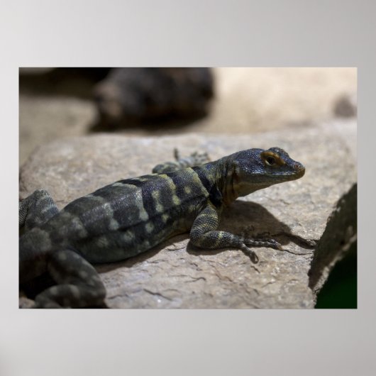 Thalassinus Poster (Vorne)