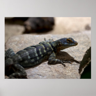 Thalassinus spp. poster