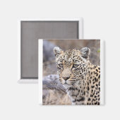 Thandi - weibliche Leopardin Magnet (Vorderseite/Rückseite)