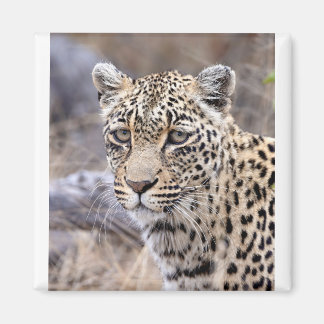 Thandi - weibliche Leopardin Magnet