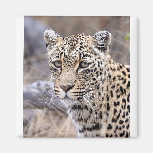 Thandi - weibliche Leopardin Magnet (Vorne)