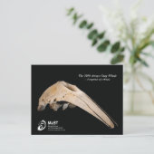 The 2010 Arroyo Gray Whale - Fußspuren eines Whale Postkarte (Stehend Vorderseite)