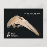 The 2010 Arroyo Gray Whale - Fußspuren eines Whale