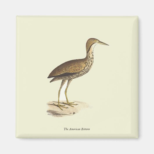 The American Bittern (Botaurus lentiginosus) Bird Magnet (Vorne)