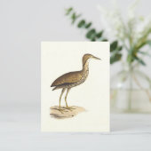 The American Bittern (Botaurus lentiginosus) Bird Postkarte (Stehend Vorderseite)