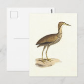 The American Bittern (Botaurus lentiginosus) Bird Postkarte (Vorne/Hinten)